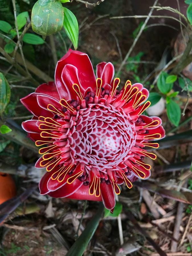Pousada Tia Cleide Caraguatatuba Esterno foto